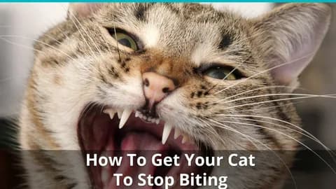 How To Stop Your Cat Biting